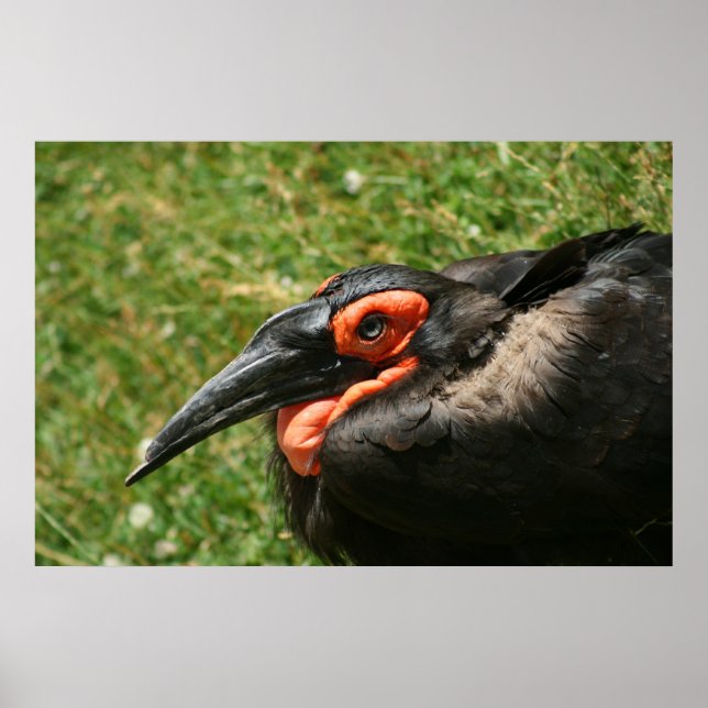 Poster de la Hornbill africaine au sol (Devant)