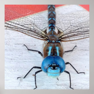Poster de la libellule bleue