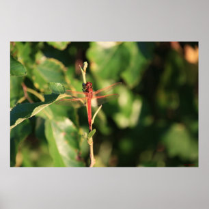 Poster de la libellule rouge