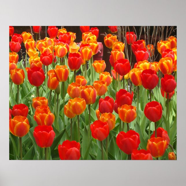 Poster De La Lollipop Tulipes Rouge Et Orange (Devant)