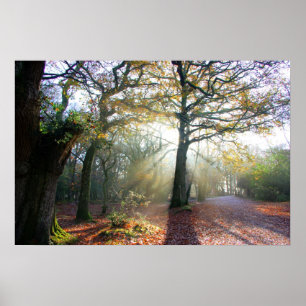 Poster de la lumière de forêt