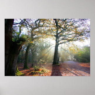 Poster de la lumière de forêt