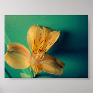 Poster de la Lys tropicale