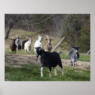 Poster de la maison d'élevage