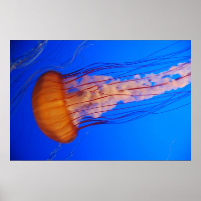 Poster de la méduse 1 (Devant)