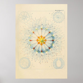 Poster de la méduse vintage