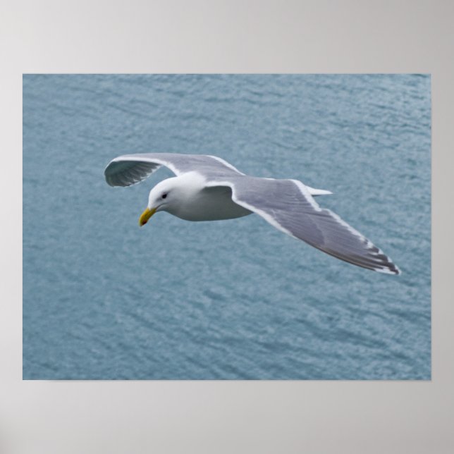 Poster de la Mouette 5 (Devant)