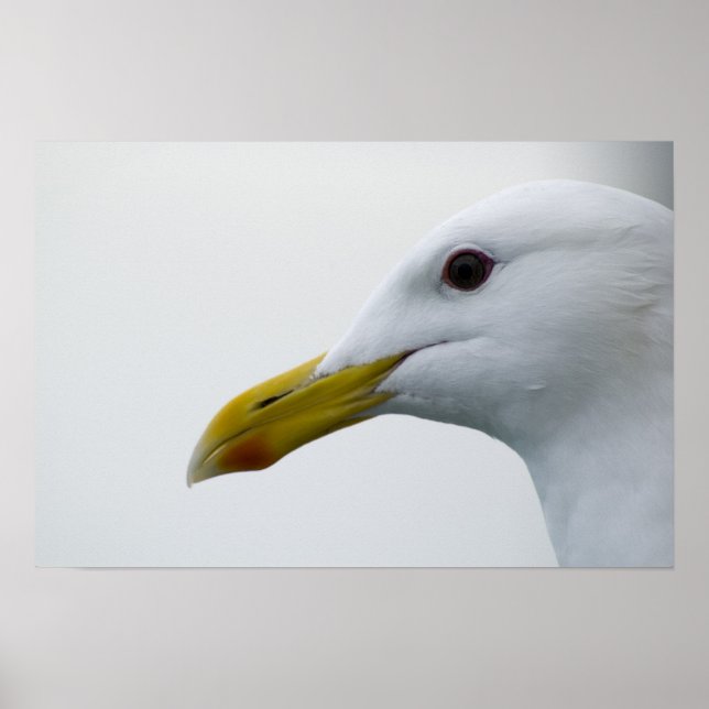 Poster de la Mouette 6 (Devant)