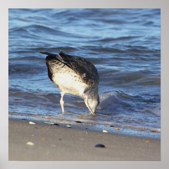 Poster de la Mouette dans l'océan (Devant)