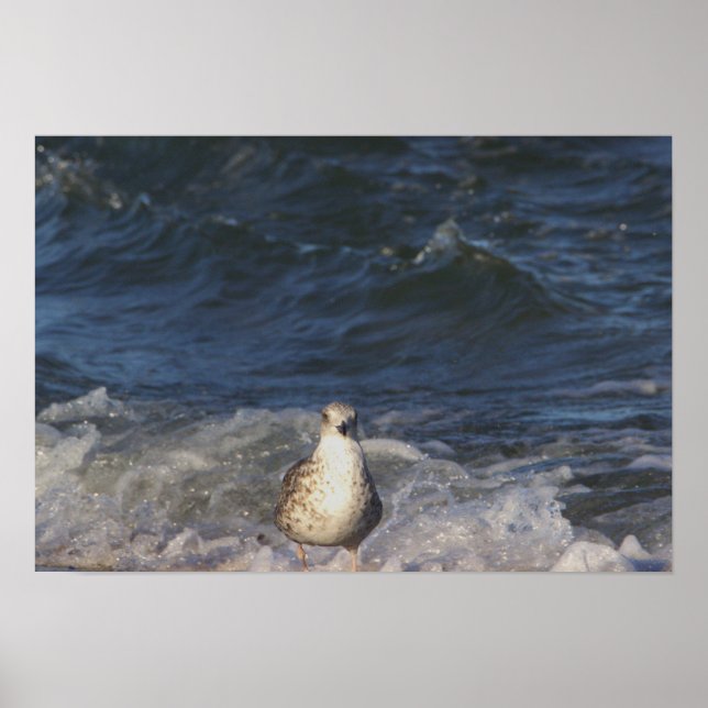 Poster de la Mouette dans l'océan (Devant)