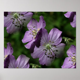 Poster de la nature Abstraite des fleurs violettes