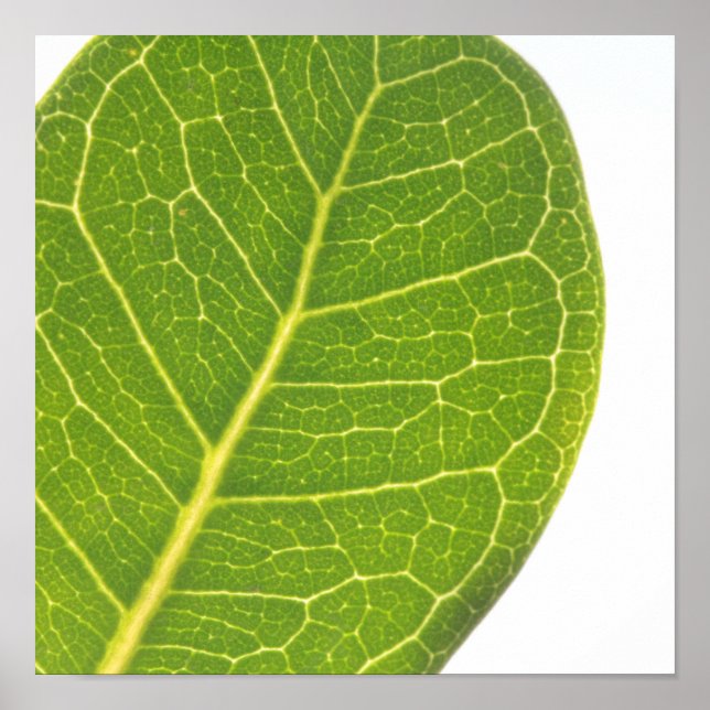 Poster de la nature de la feuille verte sauvage (Devant)