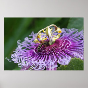 Poster de la nature de l'alimentation du Hornet