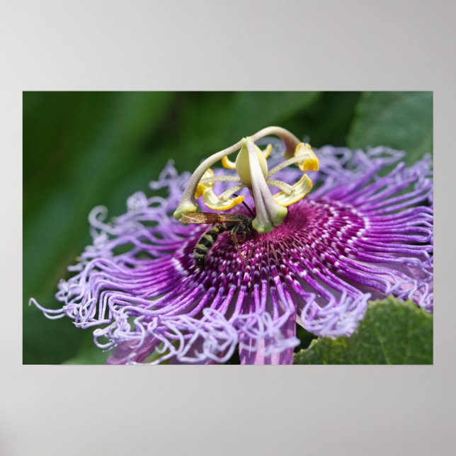 Poster de la nature de l'alimentation du Hornet (Devant)