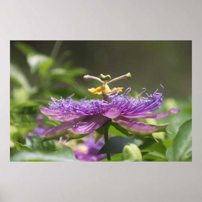 Poster de la nature des fleurs de la passion viole (Devant)