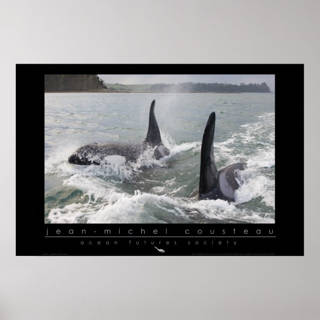 Poster de la Nouvelle-Zélande Orca (Devant)