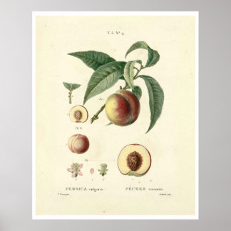 Poster de la Pêche vintage (Prunus persica) N.4