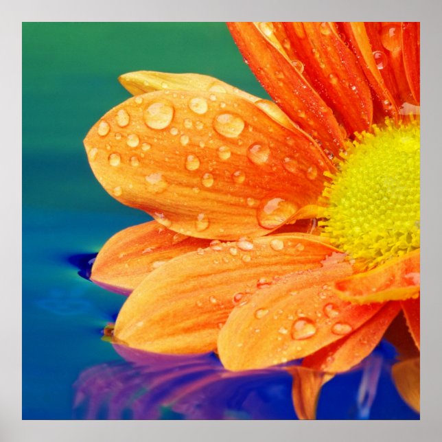 Poster de la photo Orange Raindrops (Devant)