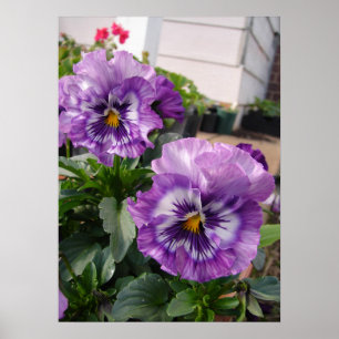 Poster de la photo Pansy Floral
