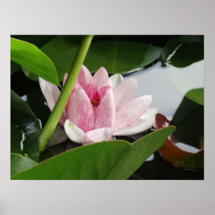 Poster de la photographie de l'éveil