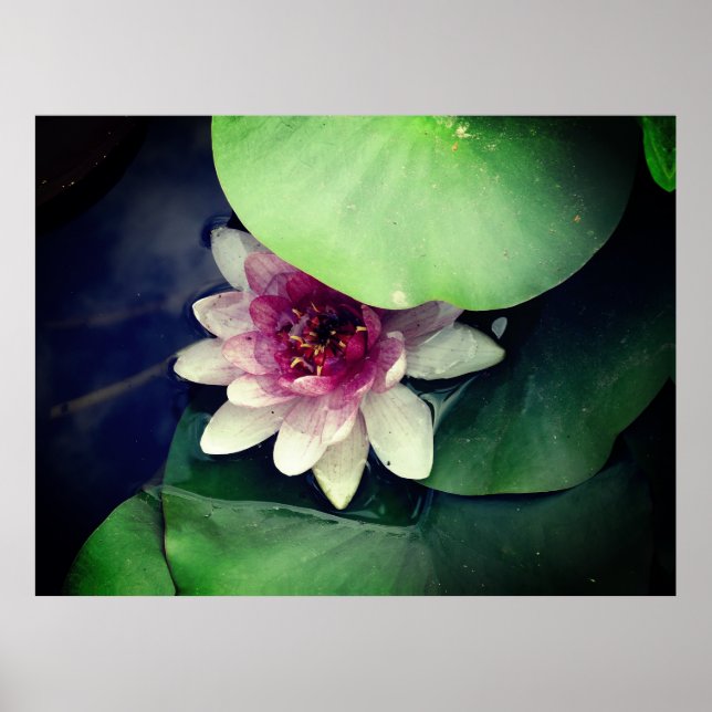Poster de la photographie rose Lotus (Devant)