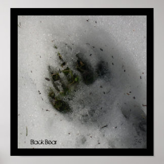 Poster de la piste de l'ours