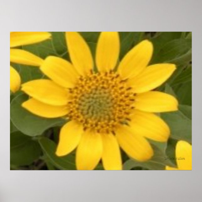 Poster de la racine de Balsam (Devant)