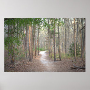 Poster de la rangée des arbres