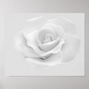 Poster de la Rose blanche