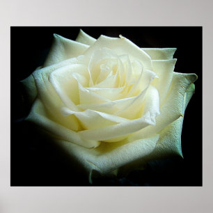 Poster de la Rose blanche