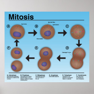 Poster de la salle de classe Mitosis *Mise à jour*
