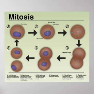 Poster de la salle de classe Mitosis *Mise à jour*