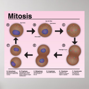 Poster de la salle de classe Mitosis *Mise à jour*