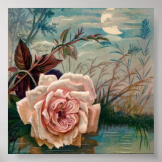 Poster de la Serenade Rose Moonlight