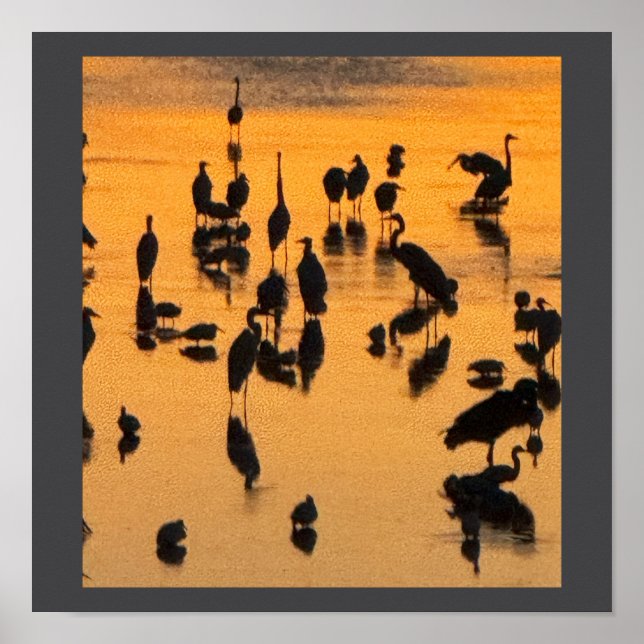 Poster de la silhouette d'oiseaux du coucher du so (Devant)