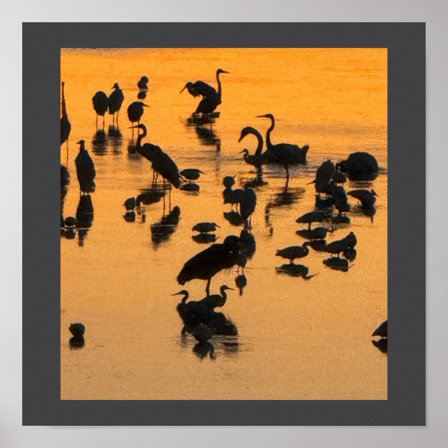 Poster de la silhouette d'oiseaux du coucher du so (Devant)