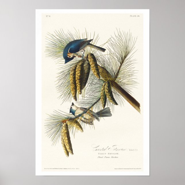 Poster de la souris de tireur Crested par Audubon (Devant)
