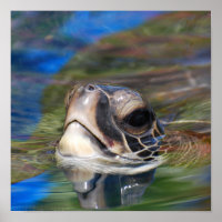 Poster de la tête de la tortue de mer