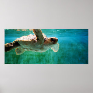 Poster de la tête de registre #1