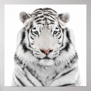 Poster de la tête de tigre blanche