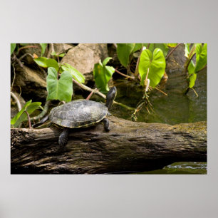 Poster de la tortue