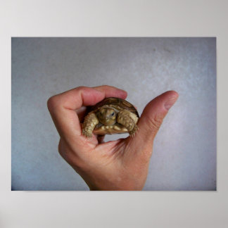 Poster de la Tortue Bébé