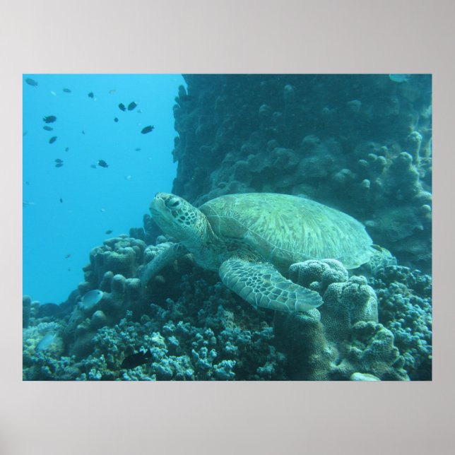 Poster de la tortue de la Grande Barrière (Devant)