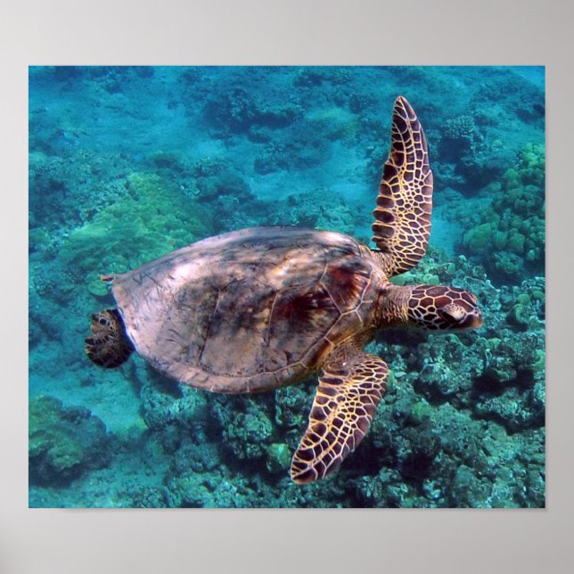 Poster de la Tortue Hawaii Honu (Devant)