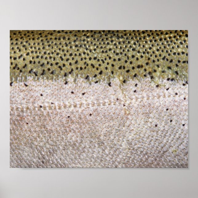 Poster de la truite d'acier (Devant)