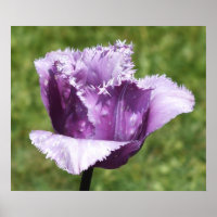 Poster de la tulipe à franges violettes