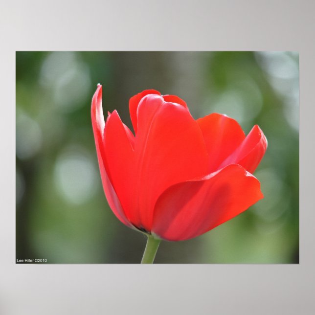 Poster de la tulipe rouge éclatante (Devant)
