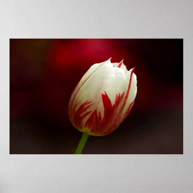 Poster de la tulipe solitaire rouge et blanc (Devant)