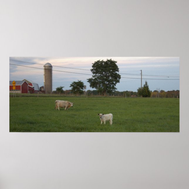 Poster de la vache à la ferme de veau (Devant)