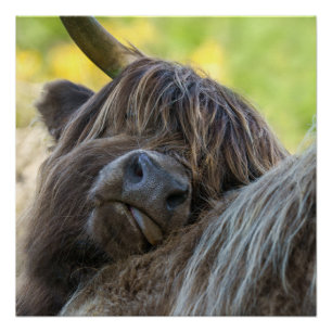 Poster de la vache Brown Highland